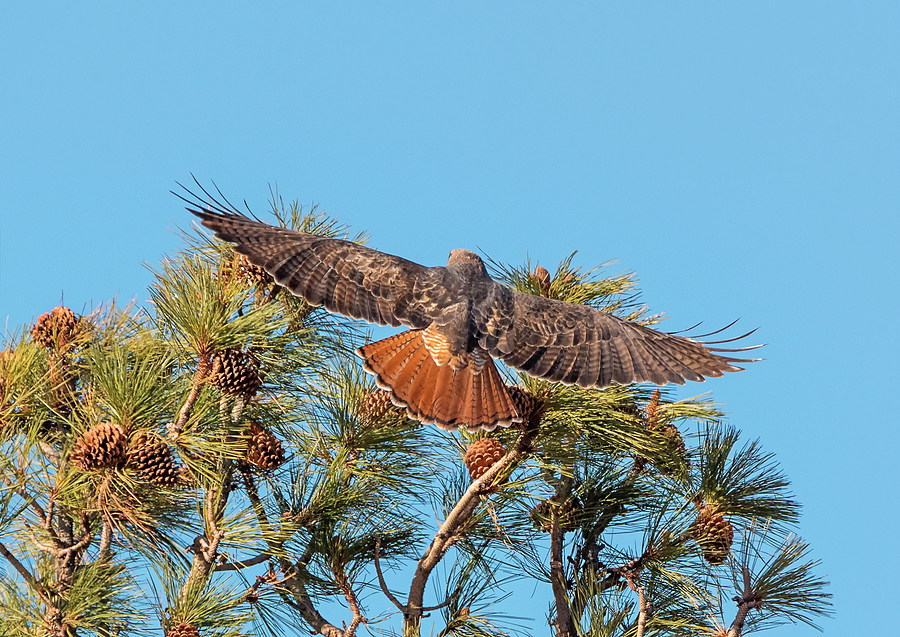Red Tailed Hawk Landing Photograph by Loree Johnson