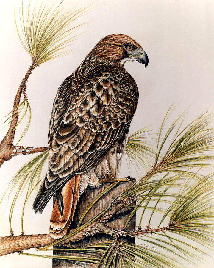 Redtailed Hawk Drawing by Laurie Gayle Fine Art America