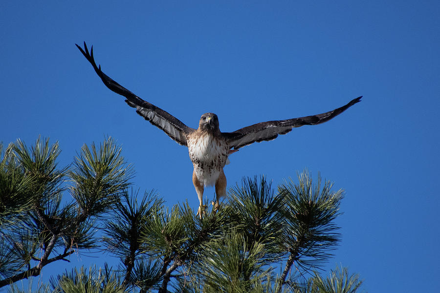 Red-tailed Hawk Lifting Off Photograph By Cascade Colors - Fine Art America