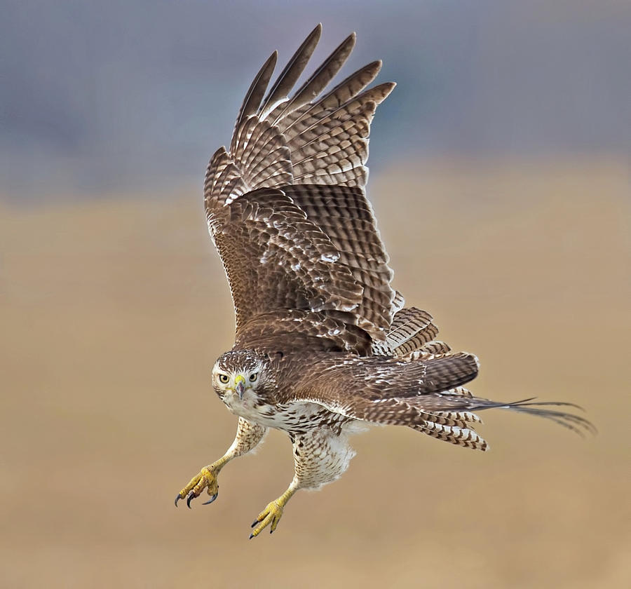 Red-tailed Hawk Lifting Off Photograph by CR Courson