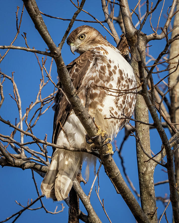 Red Tailed Hawk looking down from perch Photograph by William ...