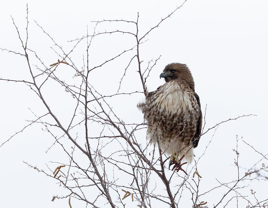 Red-tailed Hawk Photograph by Maresa Pryor-Luzier