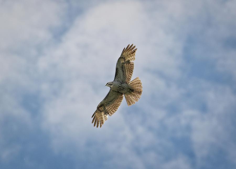 Osprey Photograph - Red Tailed Hawk by Matthew Adelman Osprey Photograph - Red Tailed Hawk by Matthew Adelman