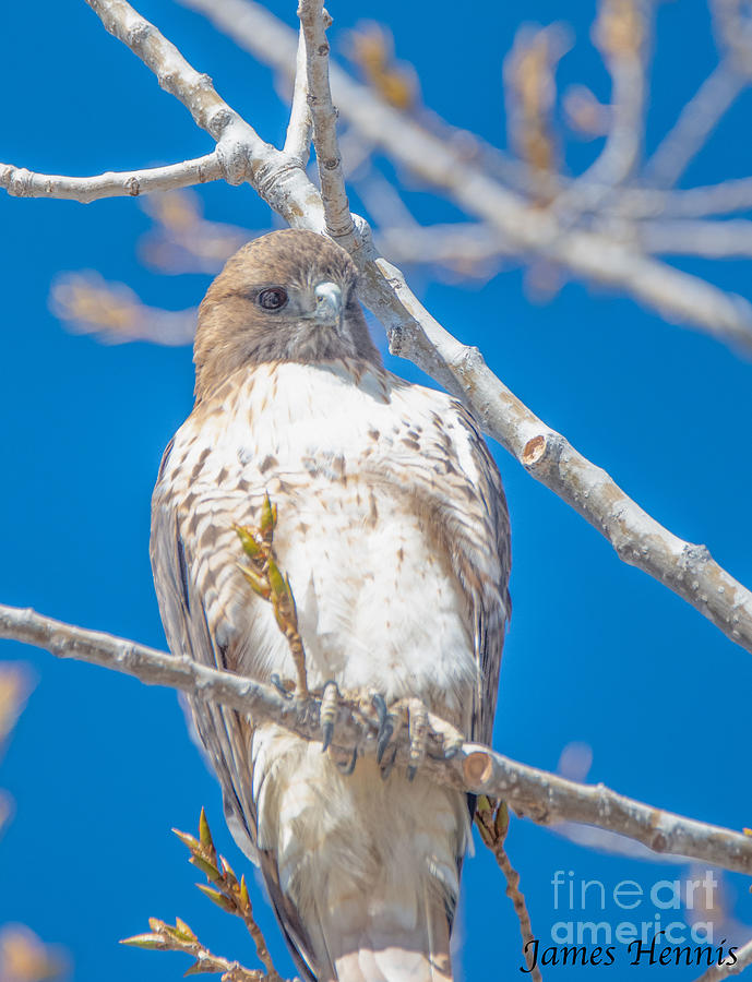 Red Tailed Hawk Photograph by Metaphor Photo