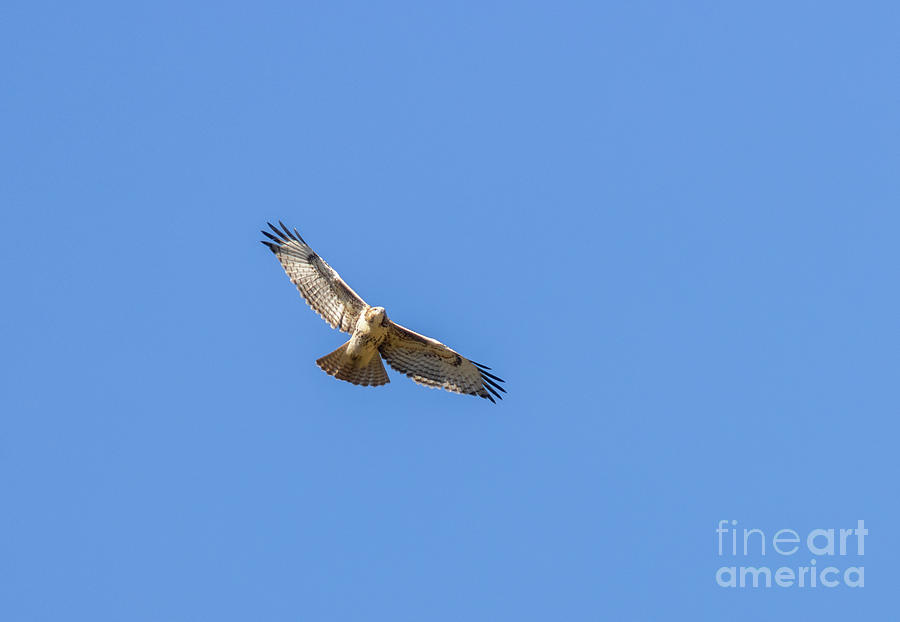 Red-Tailed Hawk of the Rocky Mountain National Park Photograph by Steven Krull