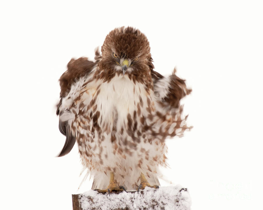 Red-tailed Hawk on a Cold March Morning Photograph by Dennis Hammer