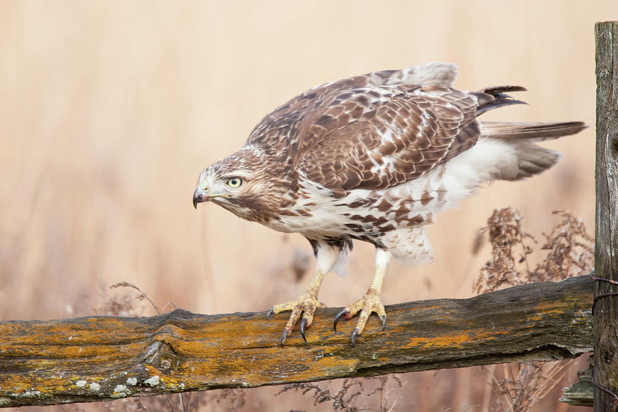 Red-tailed Hawk On a Fence Photograph by CR Courson