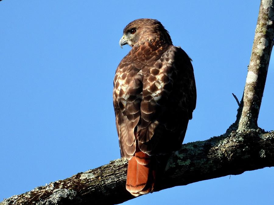 Red tailed hawk on a thick branch Photograph by Bernardo Guzman - Pixels