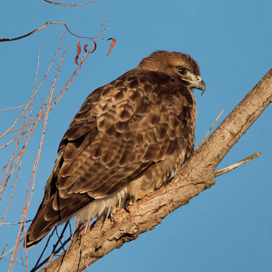 Red-tailed Hawk on a Willow Branch  Photograph by Kathleen Bishop