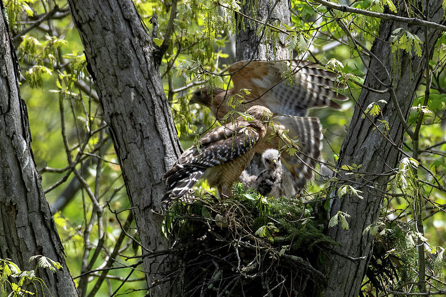 Red Shouldered Hawk On Nest One Flying Off Search For More Food Photograph