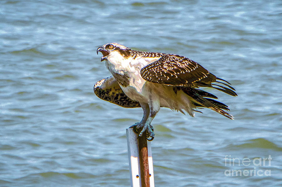 Red-tailed Hawk On Post Photograph