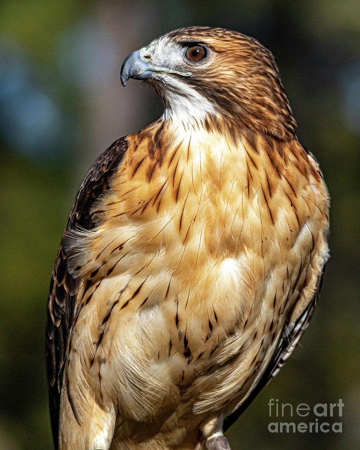 Red-Tailed hawk one Photograph by Ken Frischkorn
