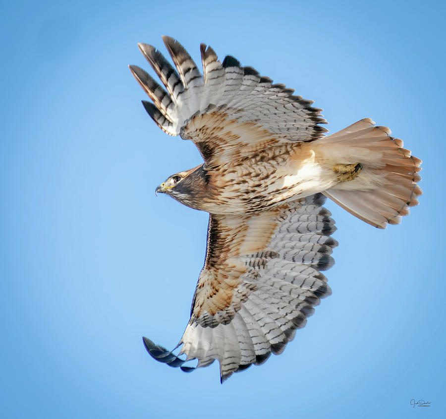 Red-tailed Hawk out Hunting Photograph by Judi Dressler