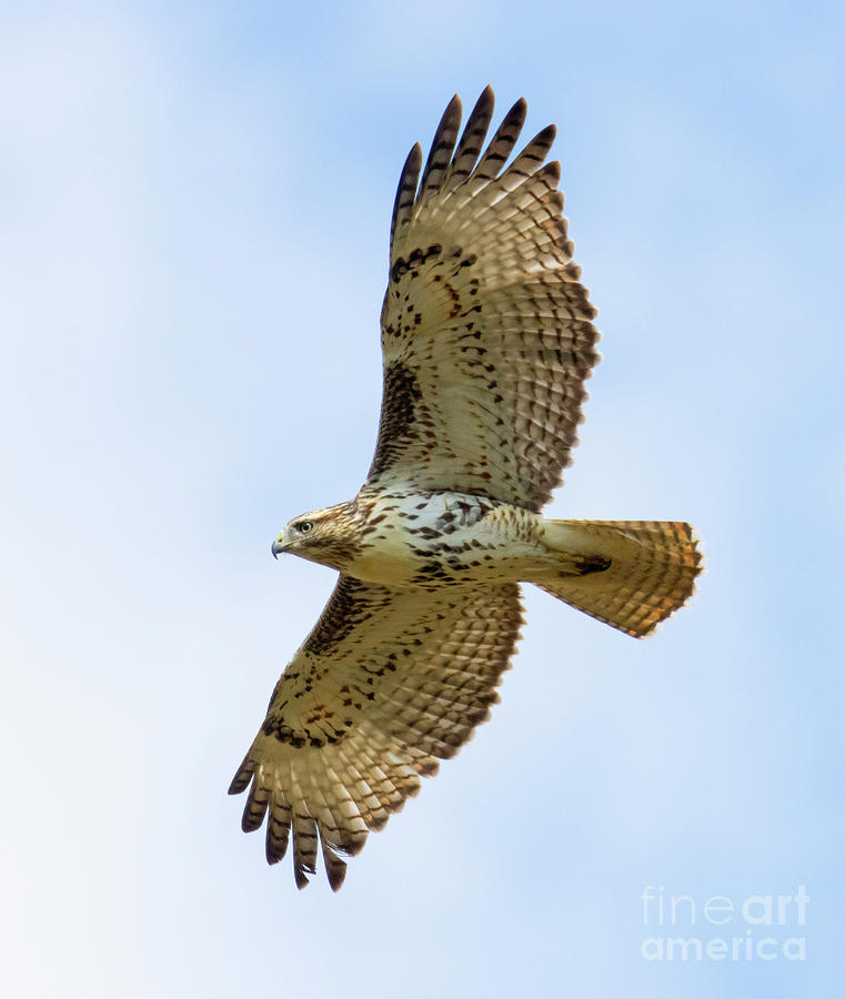 Red-tailed Hawk Overhead Photograph by Steven Krull