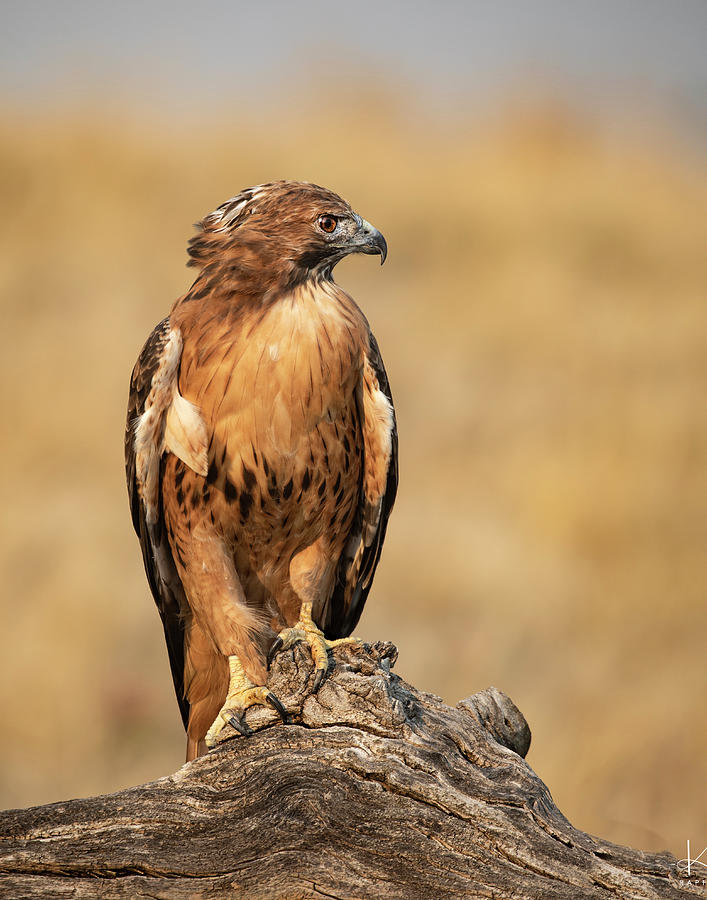 Red-tailed Hawk Perched Photograph by Dawn Key
