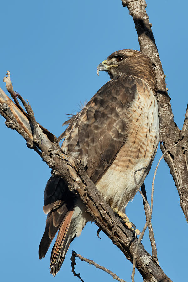 Red-tailed Hawk Perched on a Tree Branch  Photograph by Kathleen Bishop