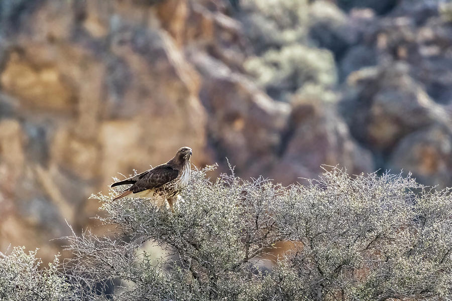 Red-tailed Hawk Perched on Sagebrush in Leslie Gulch Photograph by Belinda Greb