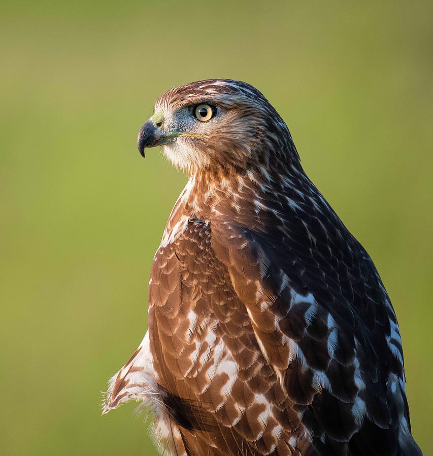 Red-tailed Hawk Portrait #1 Photograph by Ray Whitt - Fine Art America