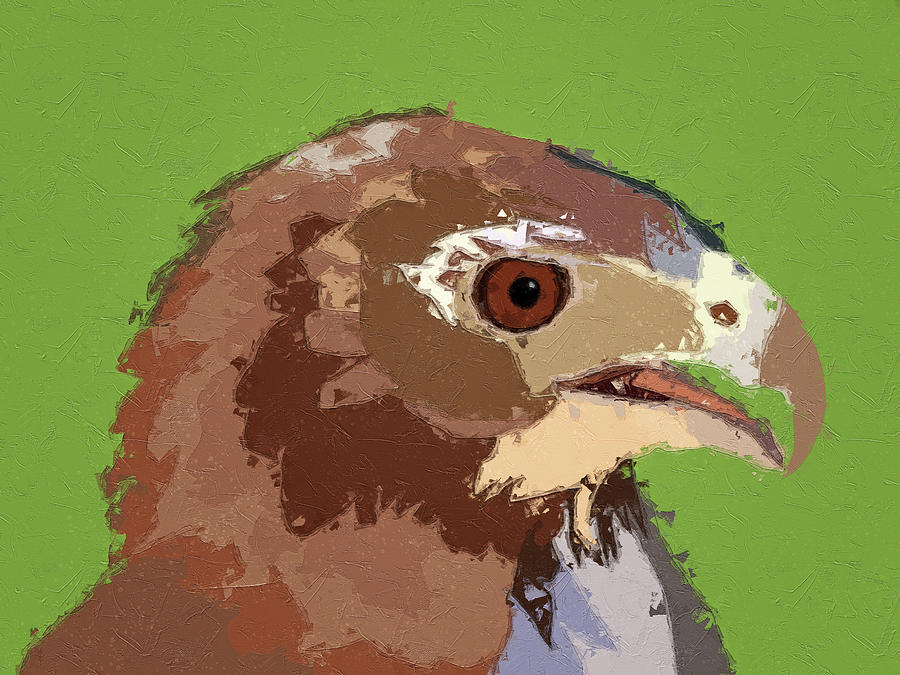 Hawk Painting - Red Tailed Hawk Portrait by Dan Sproul