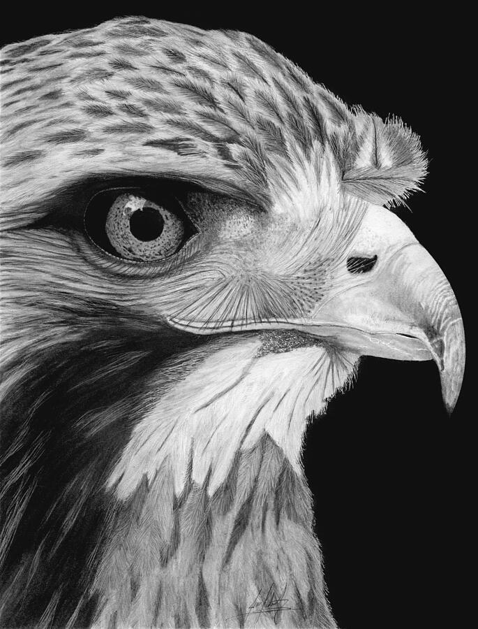 Red-Tailed Hawk Portrait Drawing by James Schultz