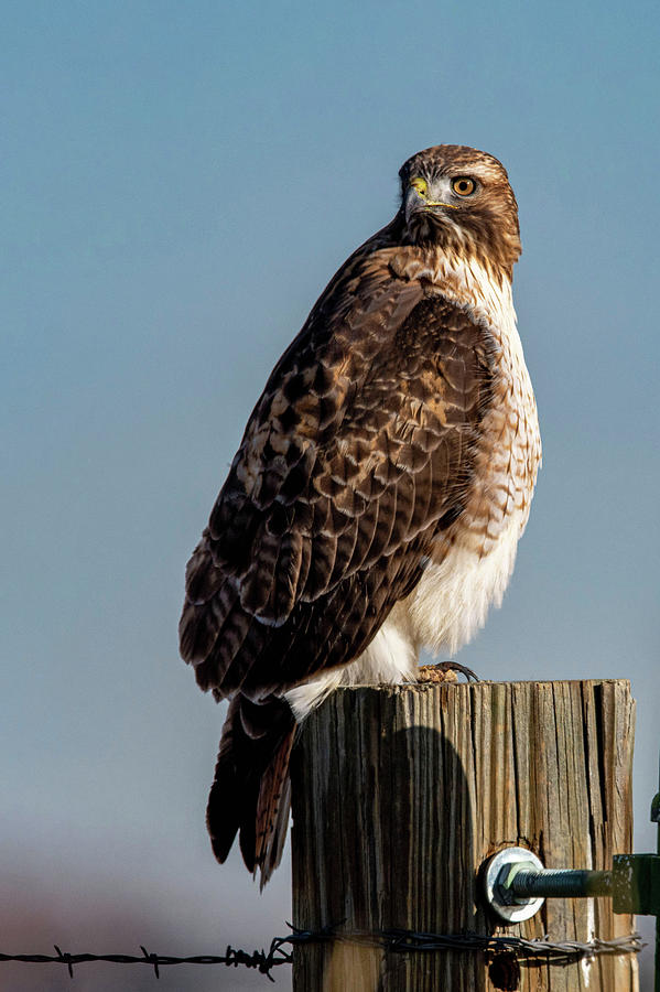 Red-tailed Hawk Portrait Photograph by Lea Frye - Pixels