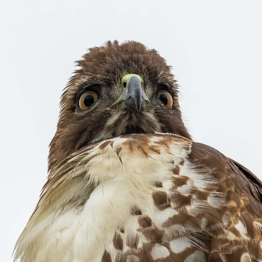 Red-tailed Hawk Portrait Photograph by Mike Gifford