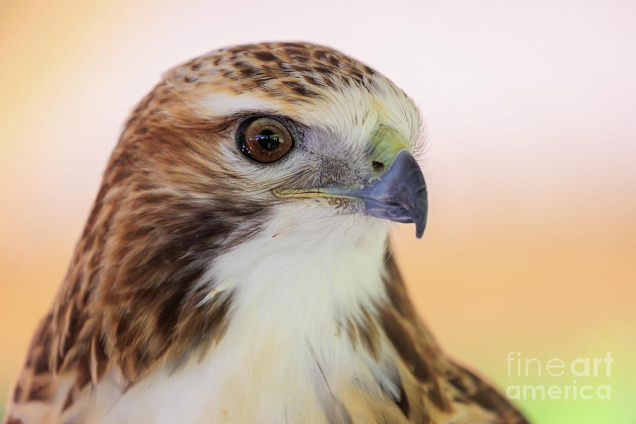 Red-tailed Hawk Portrait Photograph by Richard Smith