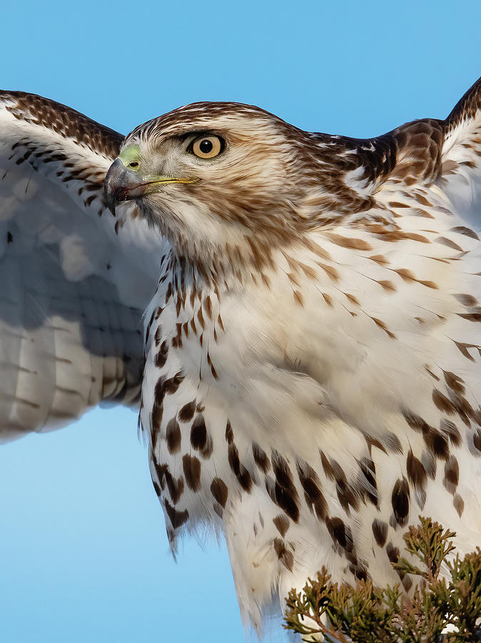 Red-tailed Hawk Portrait Photograph by William Jobes