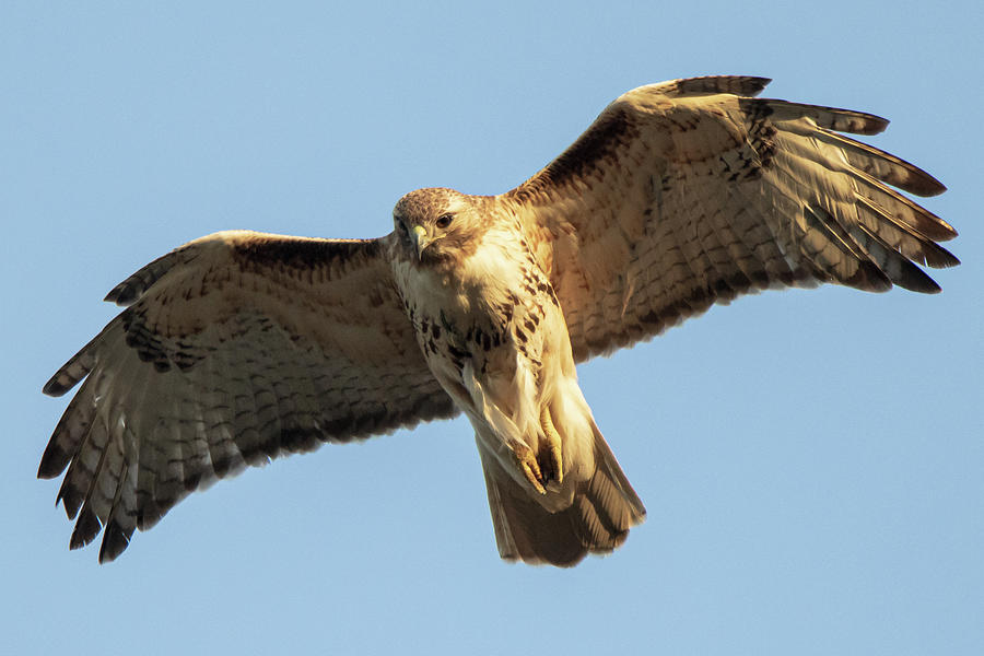 Red Tailed Hawk Pre-Dive Photograph by Jennifer Egan - Fine Art America