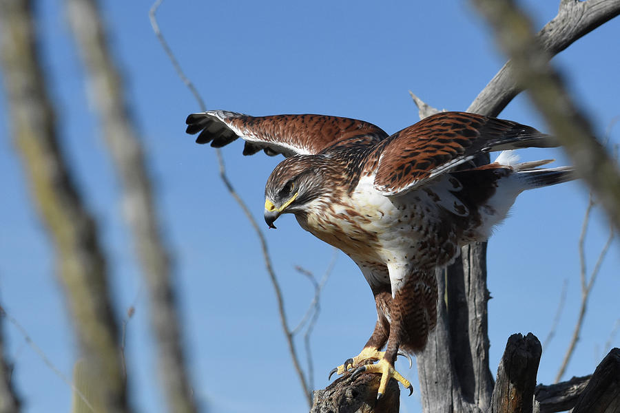 Red Tailed Hawk preparing for flight in the Sonoran Desert Photograph ...