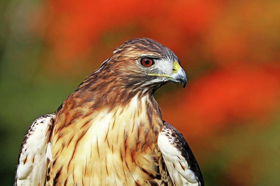 Red Tailed Hawk Profile Photograph