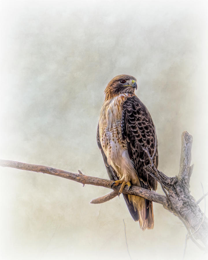 Red Tailed Hawk Portrait  Photograph by Debra Martz