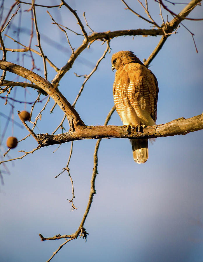 Red-Shouldered Hawk Photograph by Rachel Morrison