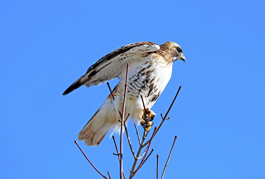 Red Tailed Hawk Ready For Flight Photograph by Debbie Oppermann