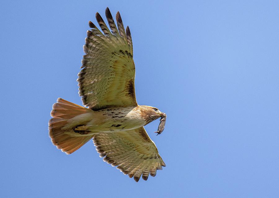 Red-tailed Hawk Returning to Nest Photograph by Ray Whitt - Pixels