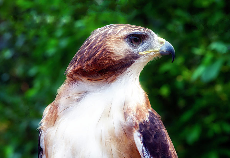 Red Tailed Hawk Photograph by Robert Libby