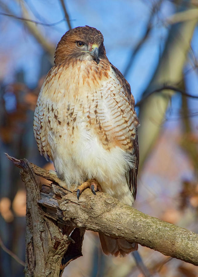 Red-Tailed Hawk Photograph by Ron Grafe