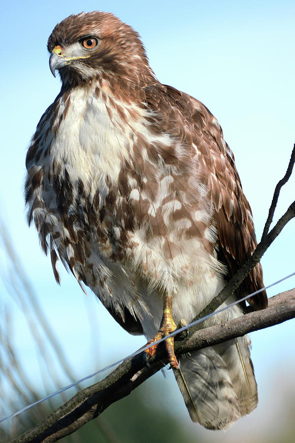 Red-Tailed Hawk Photograph by Scott Jason Aaronson