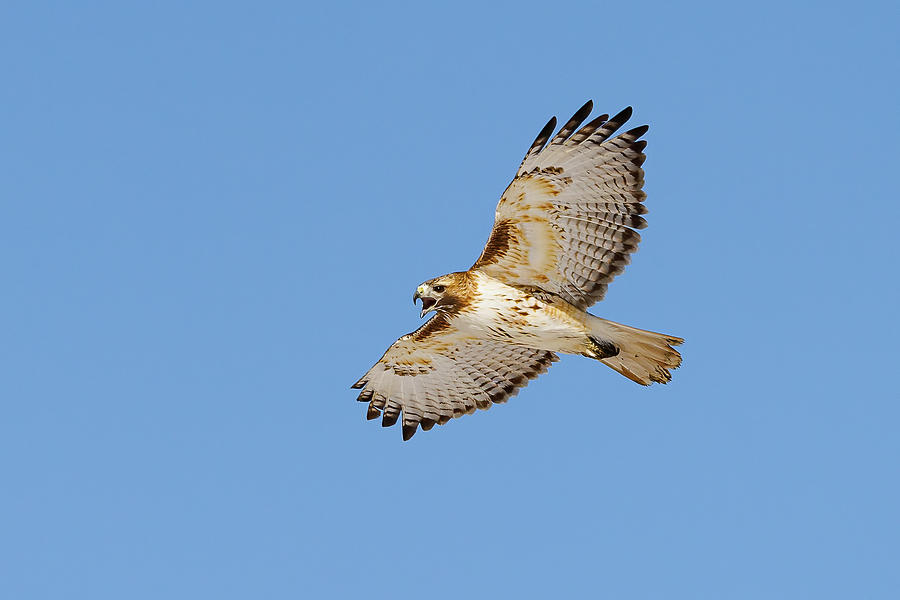 Red Tailed Hawk Screams at Flyby Photograph by Tony Hake - Fine Art America