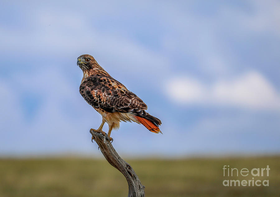 Red-tailed Hawk Photograph by Shirley Dutchkowski