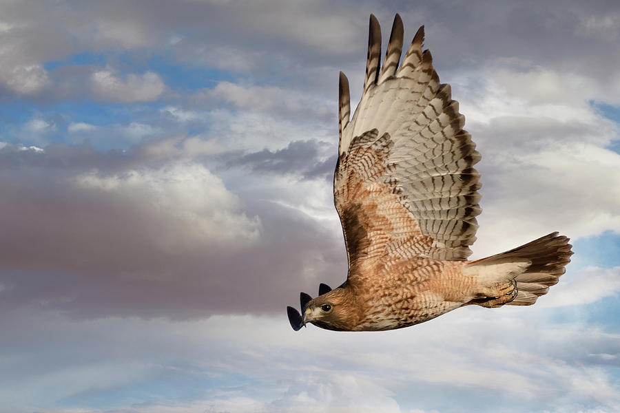 Red-tailed Hawk Soaring  Photograph by Kathleen Bishop