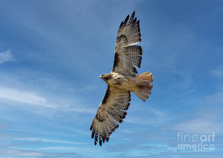 Red-Tailed Hawk Soaring Overhead Photograph by Steven Krull