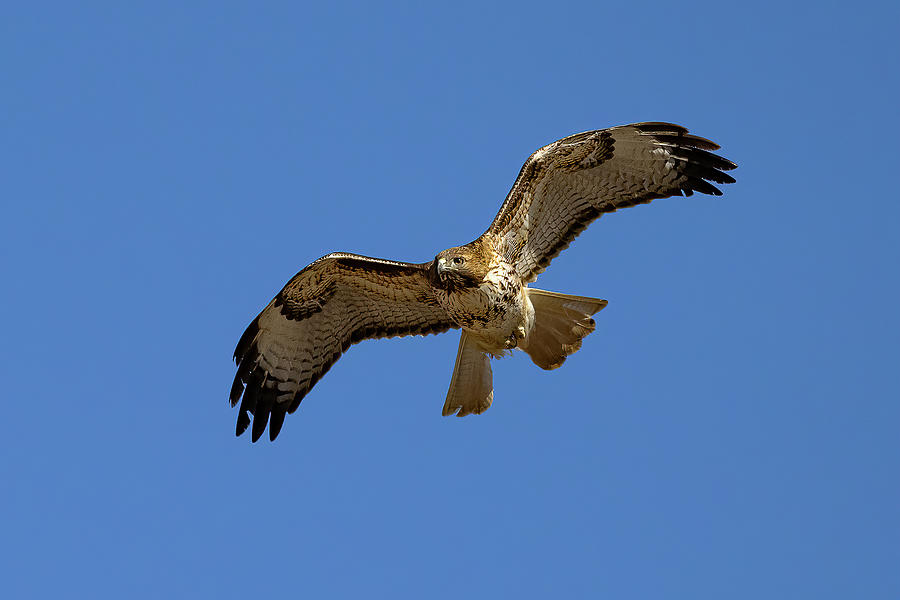 Red Tailed Hawk Soars Against a Bright Blue Sky Photograph by Tony Hake