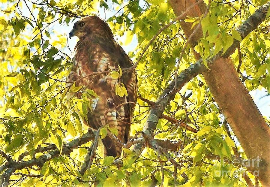 Osprey aka Fish Hawk At Nest Spring Indiana Beach Towel by Rory Cubel -  Pixels