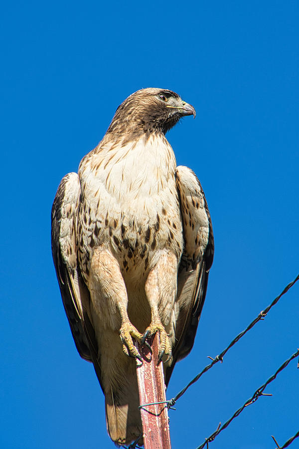Red Tailed Hawk Photograph by Steph Gabler