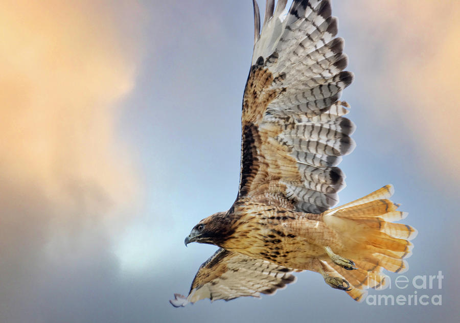 Red-tailed Hawk Photograph by Steven Krull