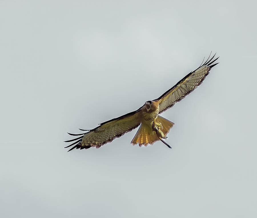 Red Tailed Hawk Successful Hunt Photograph by Michael DeGrenier