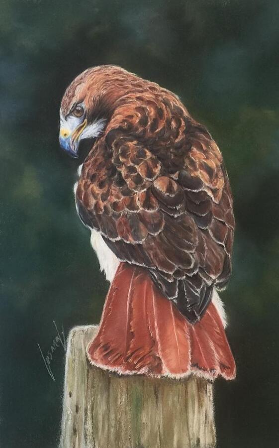 red tail hawk art