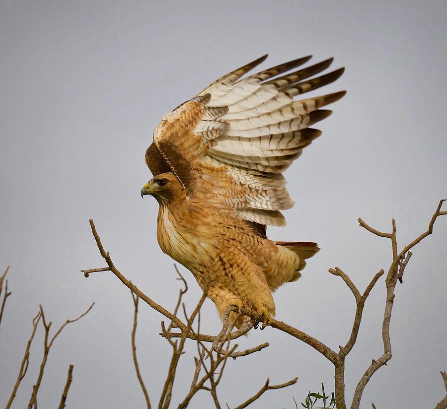 Red Tailed Hawk Take-Off Photograph by Mark Koster - Fine Art America