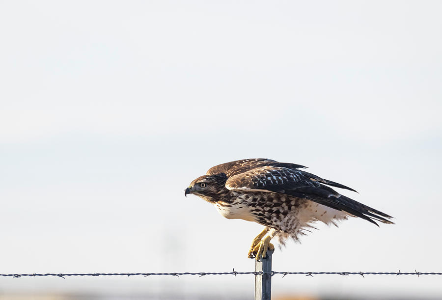 Red Tailed Hawk Takes Flight by Michael Chatt Red Tailed Hawk Takes Flight by Michael Chatt